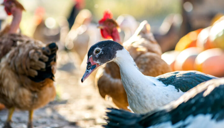 vogelgrippe-geflueglepest-niedersachsen-problem