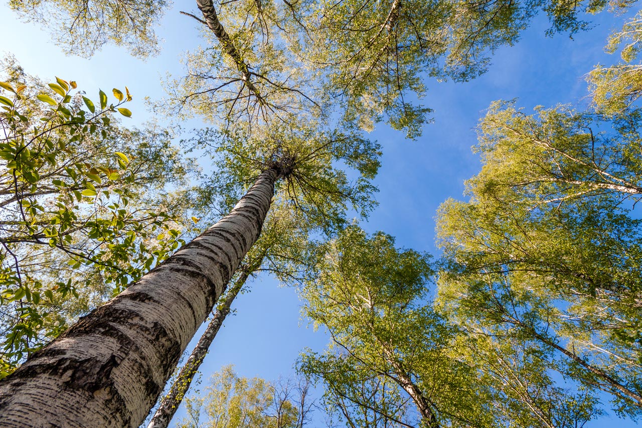 Nach dem Bürgerentscheid bleibt die Baumschutzsatzung für Oldenburg bestehen.