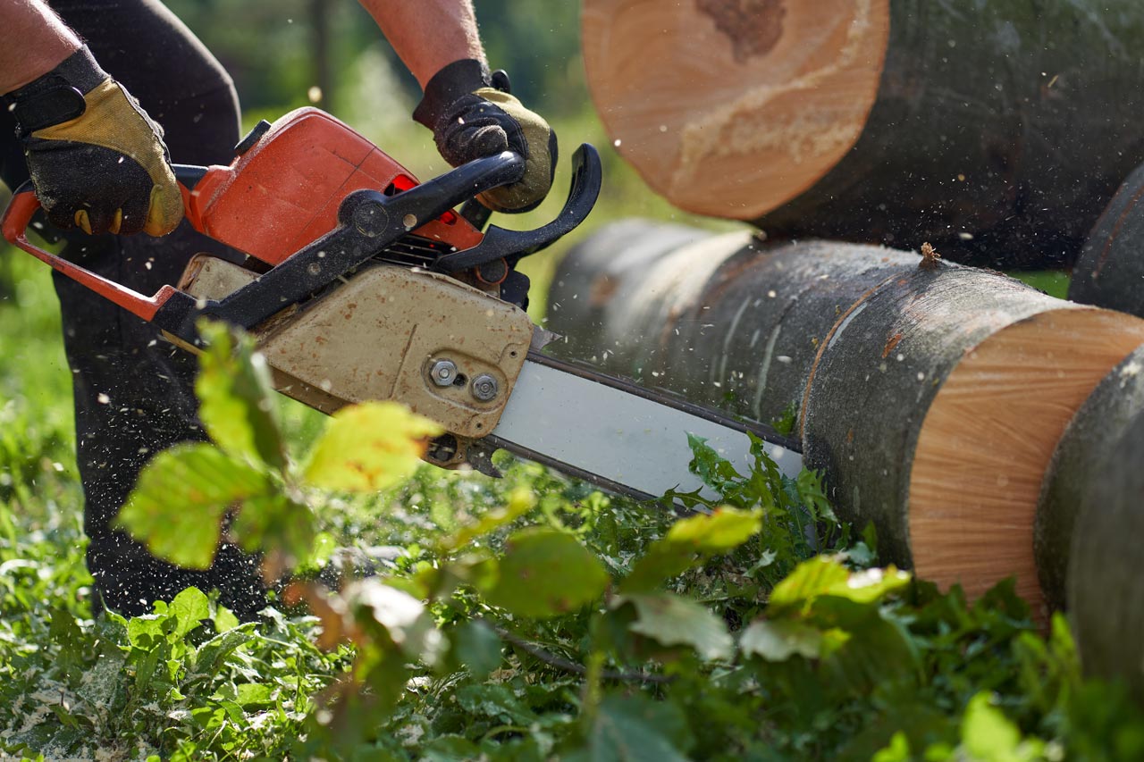 Die Baumschutzsatzung regelt, wann Bäume gefällt werden dürfen.