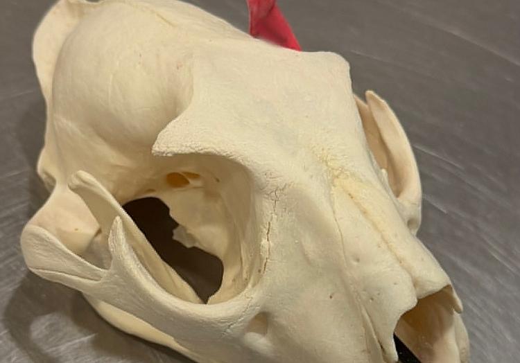 Hauptzollamt Hannover via dts Nachrichtenagentur