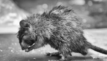 ratte-plage-oldenburg-praevention
