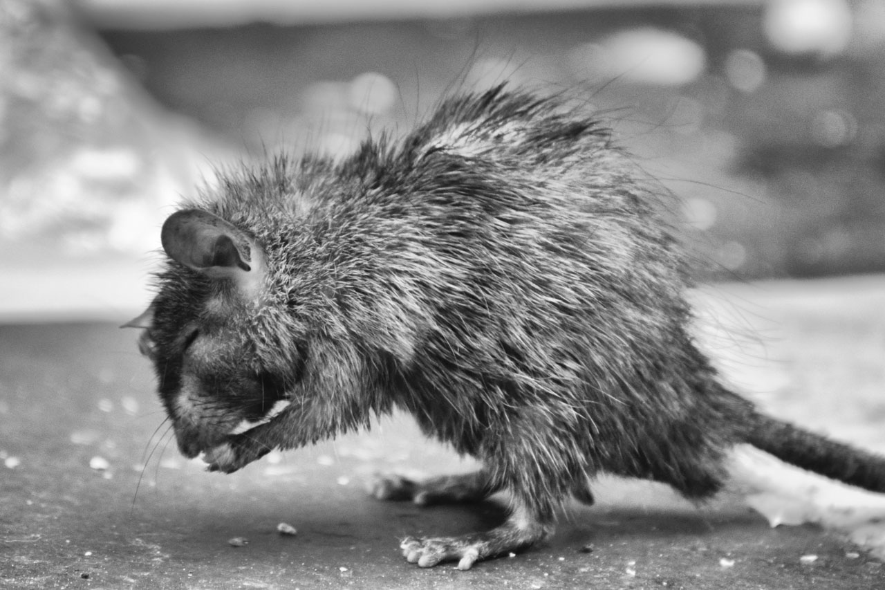 Ratten lokal im Stadtgebiet. Stadt bittet um Mithilfe bei Müllentsorgung. Eigentümer/innen müssen Befall bekämpfen.