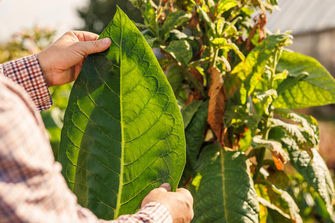 Das Ritual, sich Zeit für einen qualitativ hochwertigen Tabakgenuss zu nehmen, steht dabei symbolisch für eine Gegenbewegung zum hektischen Alltag.