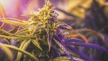 cannabis