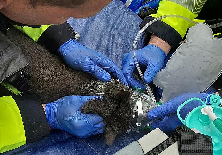 Fw. Hannover via dts Nachrichtenagentur