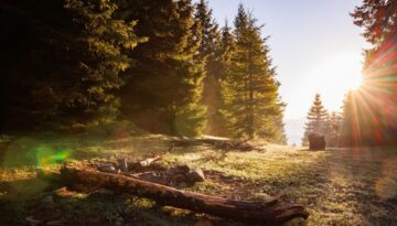 wald