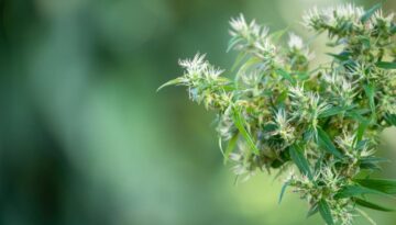 cannabis