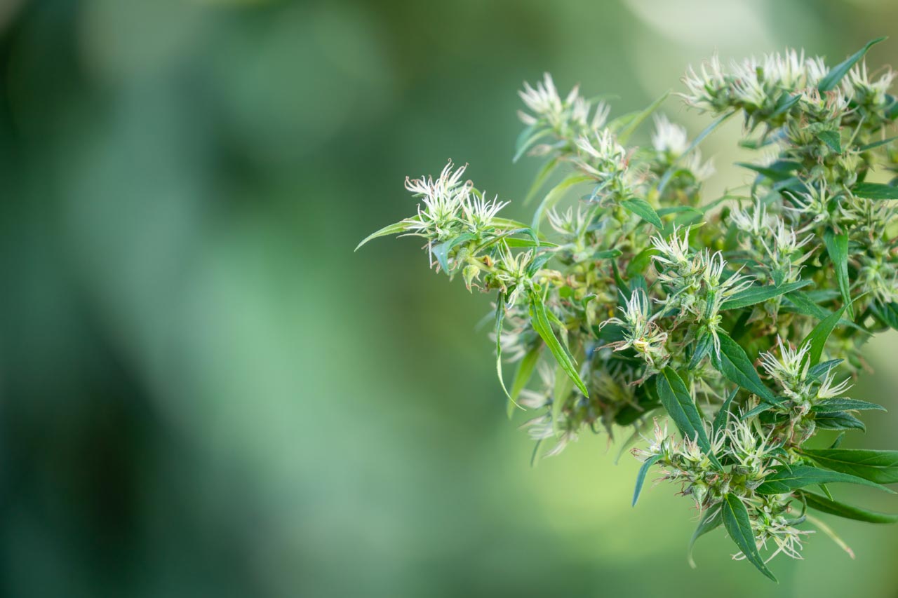 Mit der teilweisen Legalisierung von Cannabis stehen viele Hobbygärtner vor neuen Möglichkeiten, aber auch vor zahlreichen Fragen.