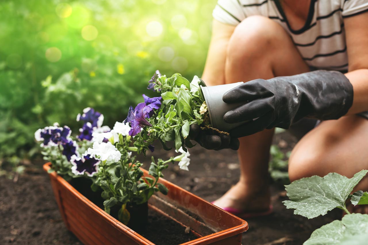 Wer früh plant, vermeidet hektische Last-Minute-Einkäufe und schafft eine Grundlage für die Gartensaison, die sich von der ersten Sonnenstunde an genießen lässt.