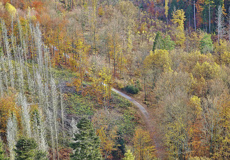 Angesichts der katastrophalen Waldbrände in Frankreich und Spanien schlagen die Waldbesitzer im Südwesten, wo es auch schon brennt, Alarm.