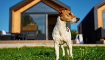urlaub-hund