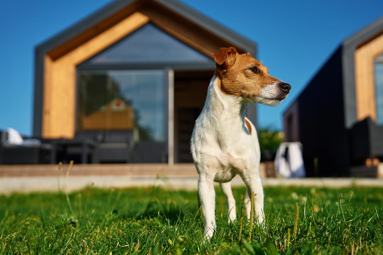 Ein Urlaub mit Hund erfordert mehr Planung und Organisation als ein Trip ohne tierischen Begleiter.