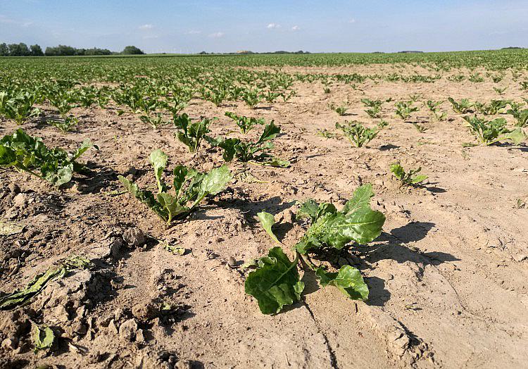 Der Bauernverband geht davon aus, dass die Trockenheit die Landwirte finanziell stark belasten wird.