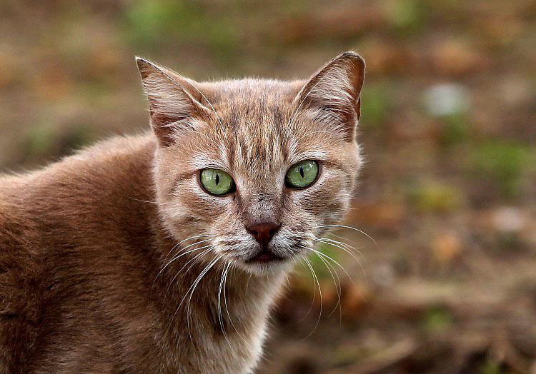 Die Bundestierärztekammer (BTK) fordert eine bundesweite Kastrationspflicht für Katzen. "Freilebende Katzenpopulationen sind in Deutschland seit vielen Jahren ein erhebliches Tierschutzproblem", sagte BTK-Präsident Holger Vogel der "Rheinischen Post".