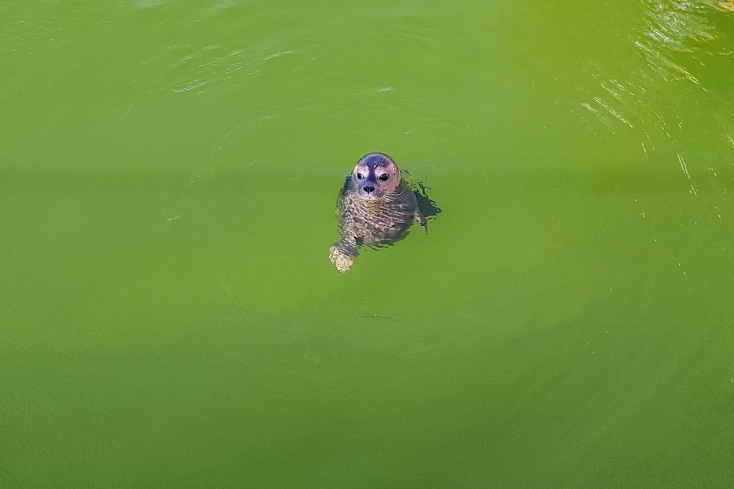 Mehr junge Seehunde im niedersächsischen Wattenmeer gezählt