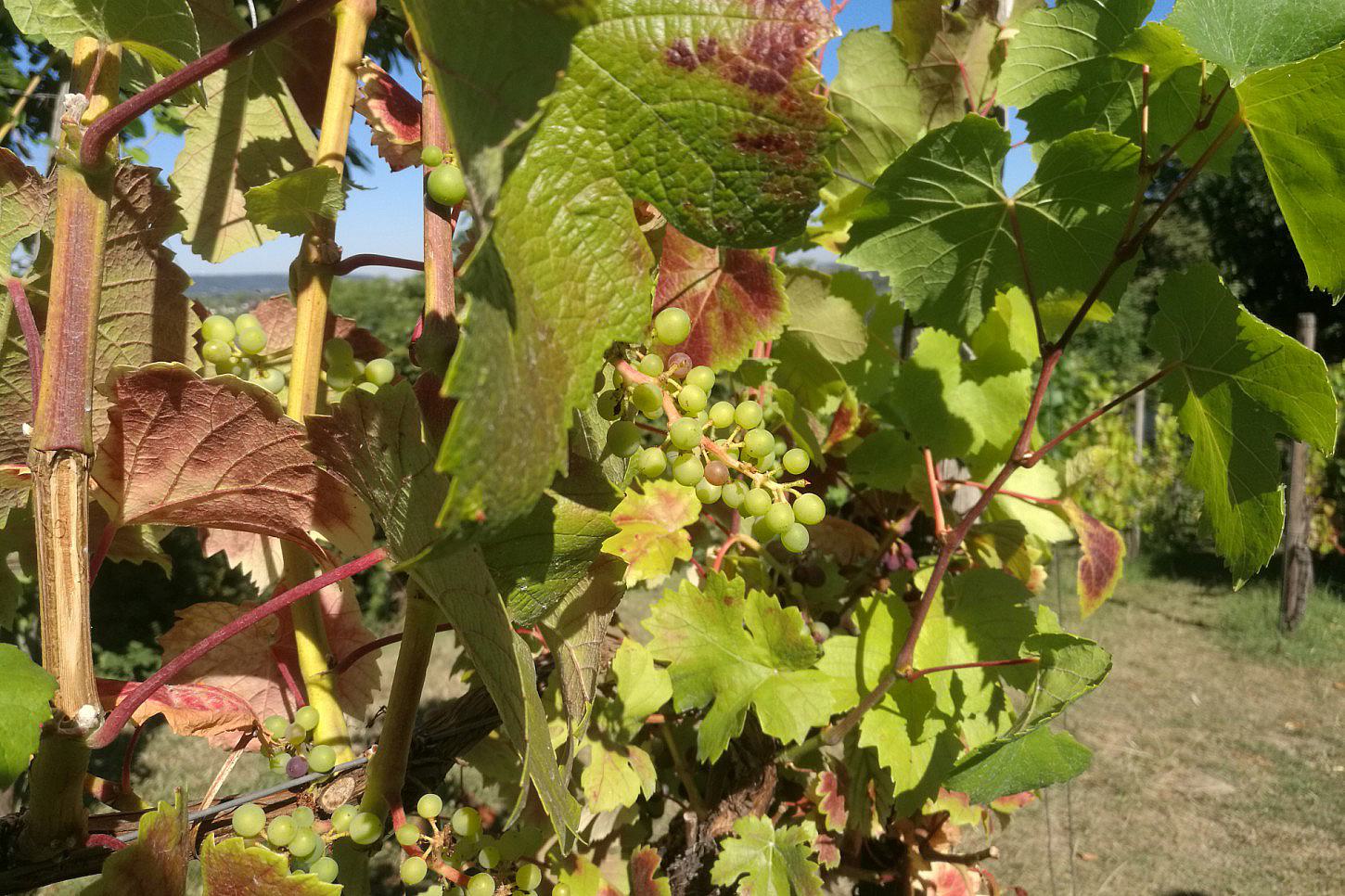 Unterdurchschnittliche Weinernte erwartet