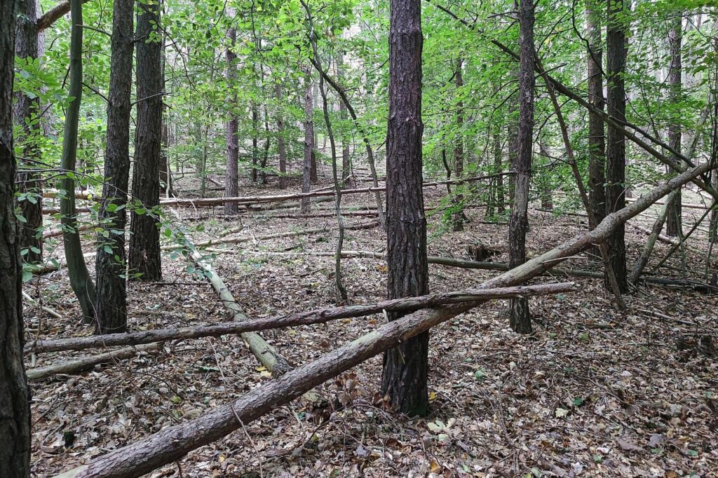 Kabinett beschließt Wiederbewaldungs- und Waldentwicklungsprogramm für den Harz