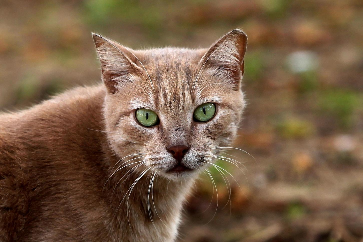 Niedersachsen startet Katzenkastrationsaktion am 5. November